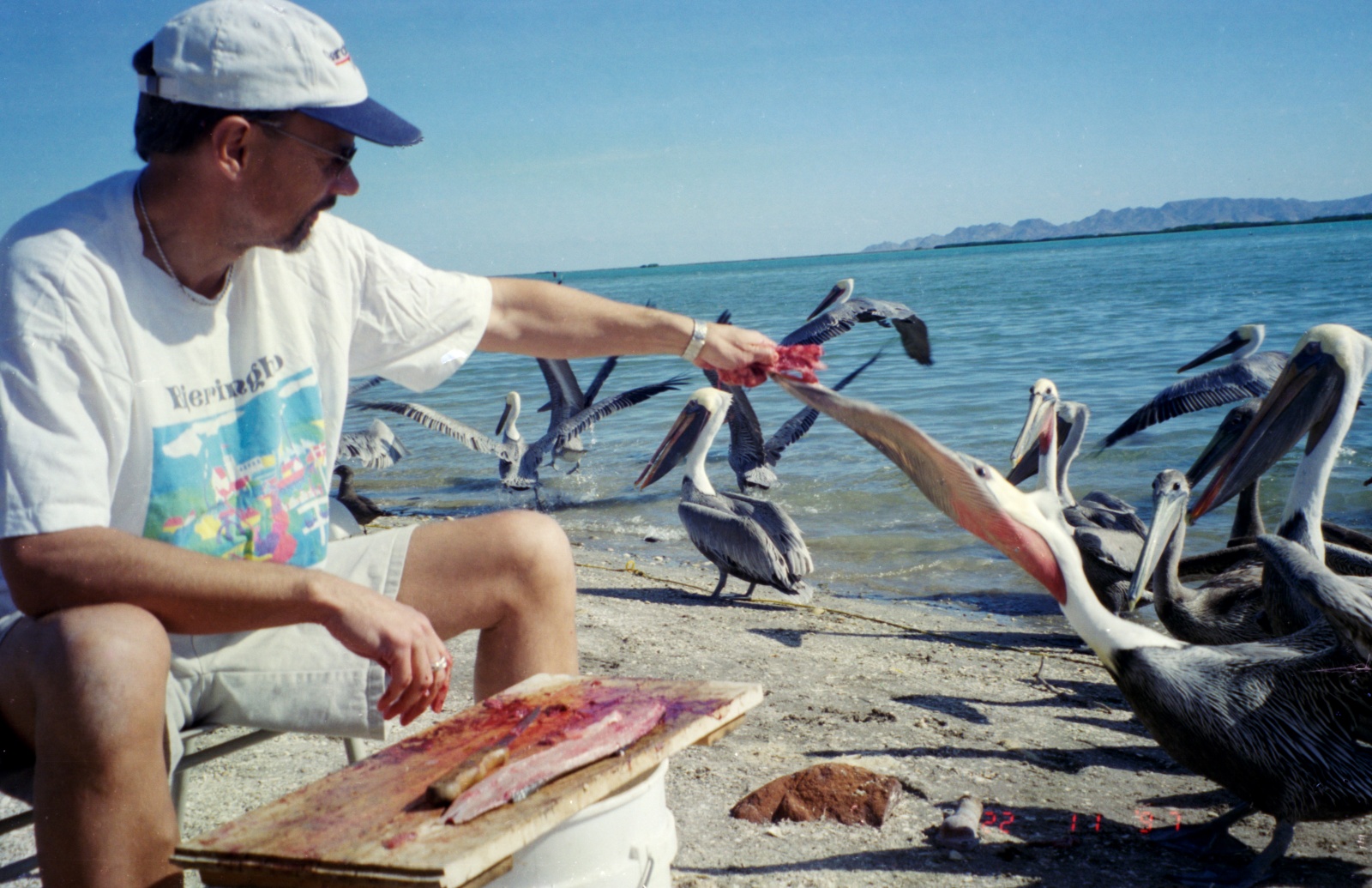 Pelikaner Baja California